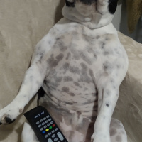 Fransız Bulldog, Köpek  Coco fotoğrafı