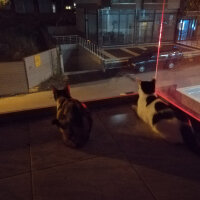 Tekir Kedi, Kedi  Mişa fotoğrafı