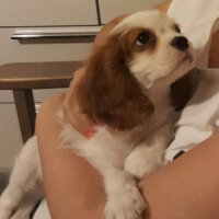 King Charles Spaniel, Köpek  Odie Q fotoğrafı