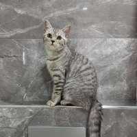 British Shorthair, Kedi  Müjgan fotoğrafı