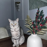 British Shorthair, Kedi  Müjgan fotoğrafı