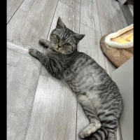 British Shorthair, Kedi  Müjgan fotoğrafı