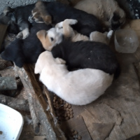 Sokö (Sokak Köpeği), Köpek  Sahipsiz yavrular fotoğrafı