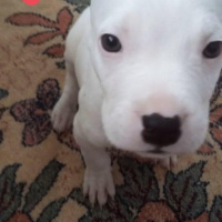 Dogo Arjantin, Köpek  Tyson fotoğrafı