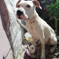 Dogo Arjantin, Köpek  Tyson fotoğrafı