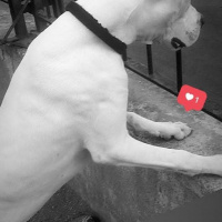 Dogo Arjantin, Köpek  Tyson fotoğrafı