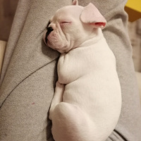 Fransız Bulldog, Köpek  Cookie fotoğrafı