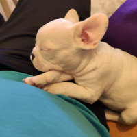 Fransız Bulldog, Köpek  Cookie fotoğrafı