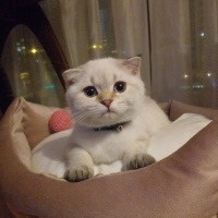 Scottish Fold, Kedi  Leya fotoğrafı
