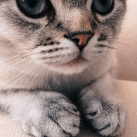 British Shorthair, Kedi  mori fotoğrafı