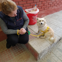 Finnish Spitz, Köpek  Hera fotoğrafı