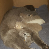 British Shorthair, Kedi  Ponçik fotoğrafı