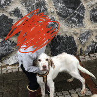 İngiliz Setter, Köpek  Marcus fotoğrafı