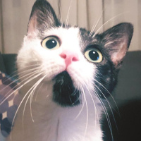 Tekir Kedi, Kedi  Ayten fotoğrafı