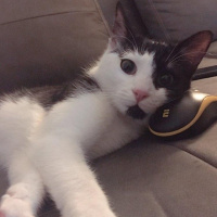 Tekir Kedi, Kedi  Ayten fotoğrafı