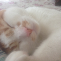 Sarman, Kedi  Behzat fotoğrafı