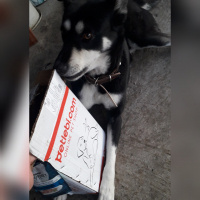 Sokö (Sokak Köpeği), Köpek  Boncuk fotoğrafı