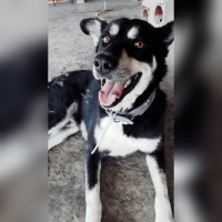 Sokö (Sokak Köpeği), Köpek  Boncuk fotoğrafı