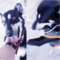 Sokö (Sokak Köpeği), Köpek  Boncuk fotoğrafı