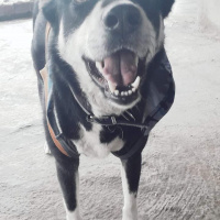 Sokö (Sokak Köpeği), Köpek  Boncuk fotoğrafı