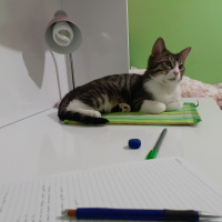 Tekir Kedi, Kedi  Paşa fotoğrafı