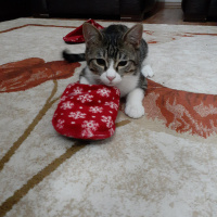 Tekir Kedi, Kedi  Paşa fotoğrafı