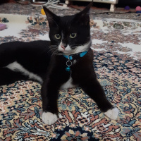 Tuxedo (Smokin) Kedi, Kedi  Bruce fotoğrafı