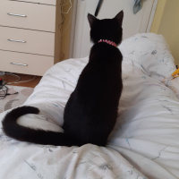 Tuxedo (Smokin) Kedi, Kedi  Bruce fotoğrafı