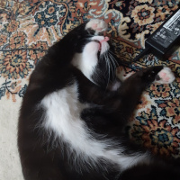 Tuxedo (Smokin) Kedi, Kedi  Bruce fotoğrafı