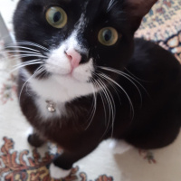 Tuxedo (Smokin) Kedi, Kedi  Bruce fotoğrafı