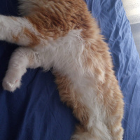 Exotic Shorthair, Kedi  Yumoş fotoğrafı