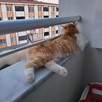 Exotic Shorthair, Kedi  Yumoş fotoğrafı