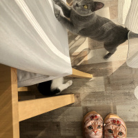Mavi Rus, Kedi  Minik fotoğrafı