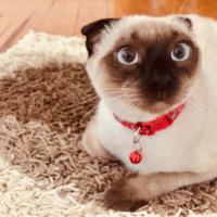Siyam Kedisi, Kedi  Paşa fotoğrafı