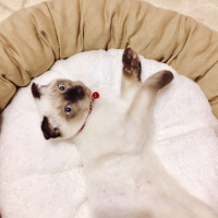 Siyam Kedisi, Kedi  Paşa fotoğrafı