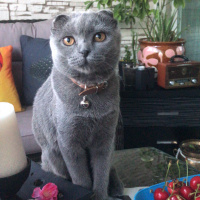 Scottish Fold, Kedi  Duman fotoğrafı