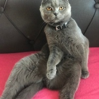 Scottish Fold, Kedi  Duman fotoğrafı