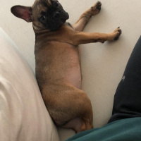 Fransız Bulldog, Köpek  Gurzo fotoğrafı