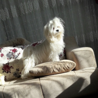 Maltese, Köpek  LUCY fotoğrafı
