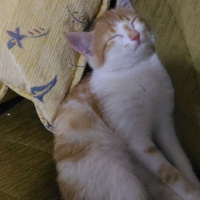Sarman, Kedi  Zarife fotoğrafı
