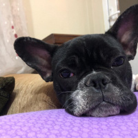 Fransız Bulldog, Köpek  Fred fotoğrafı