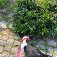 Fransız Bulldog, Köpek  Fred fotoğrafı