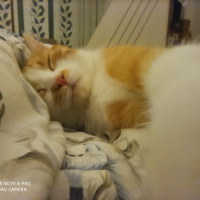 Sarman, Kedi  Momo fotoğrafı