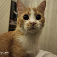 Sarman, Kedi  Momo fotoğrafı