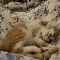 Sarman, Kedi  Momo fotoğrafı