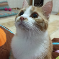 Sarman, Kedi  Momo fotoğrafı