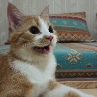 Sarman, Kedi  Momo fotoğrafı