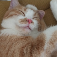 Sarman, Kedi  Momo fotoğrafı