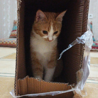 Sarman, Kedi  Momo fotoğrafı