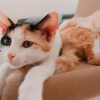 Sarman, Kedi  Momo fotoğrafı